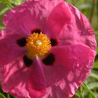 Roze cistusroos - Cistus purpureus - Heesters