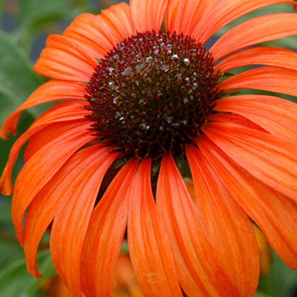 Zonnehoed 'Tangerine Dream'® - Echinacea purpurea Tangerine Dream ® - Bakker