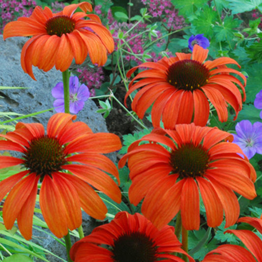 Zonnehoed 'Tangerine Dream'® - Echinacea purpurea tangerine dream ® - Heesters en vaste planten