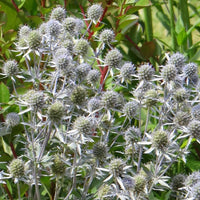 Blauwe distel - Eryngium planum - Vaste planten