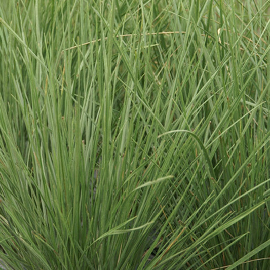 grijsgroen zwenkgras - Bakker