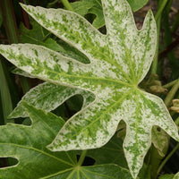 Vingerplant 'Spider Web' - Fatsia japonica spider web - Terras- en balkonplanten