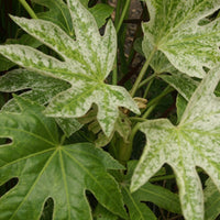 Vingerplant 'Spider Web' - Fatsia japonica spider web