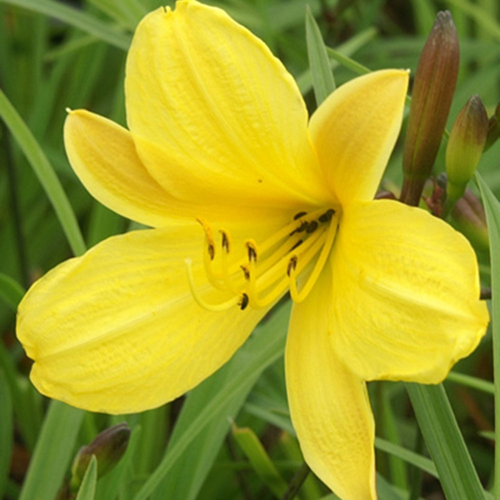 Daglelie 'Corcy' - Hemerocallis corky - Bakker