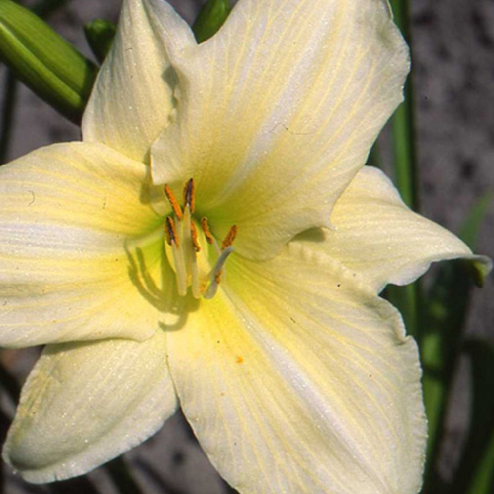 Daglelie 'Iron Gate Glacier' - Hemerocallis iron gate glacier - Tuinplanten