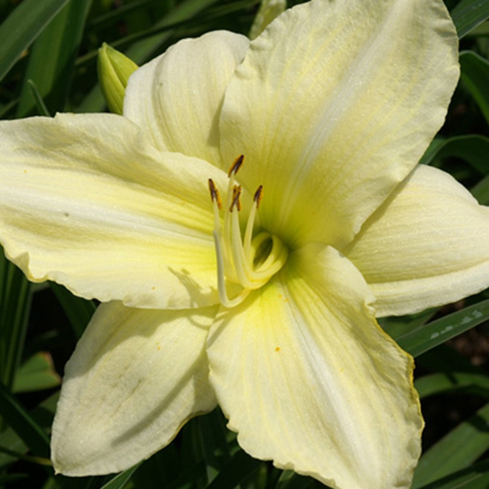 Daglelie 'Iron Gate Glacier' - Hemerocallis iron gate glacier - Heesters en vaste planten