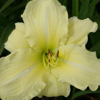 Daglelie 'Iron Gate Glacier' - Hemerocallis iron gate glacier - Vaste planten