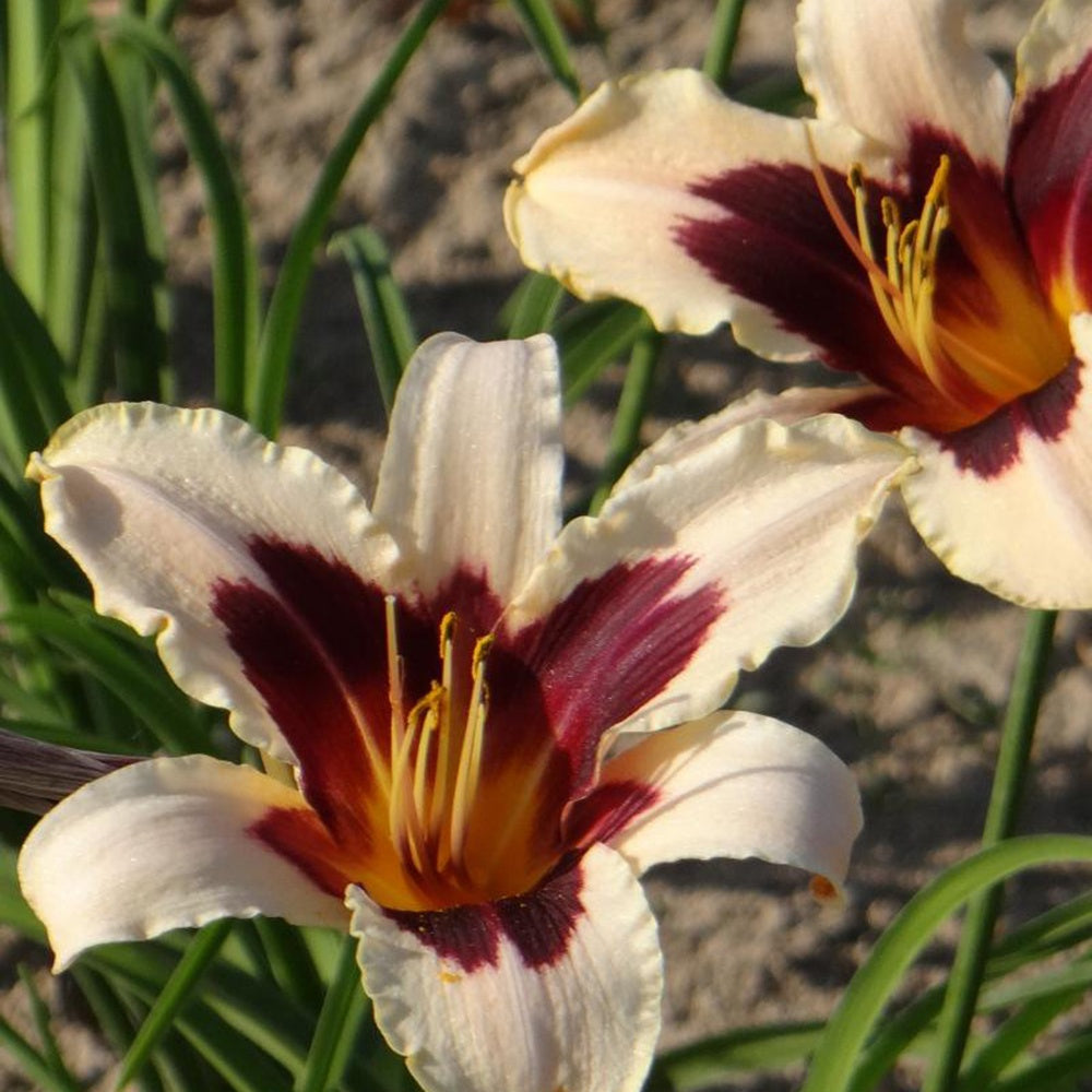 Hemerocallis wild horses - Daglelie 'Wild Horses' - Hemerocallis - Daglelie