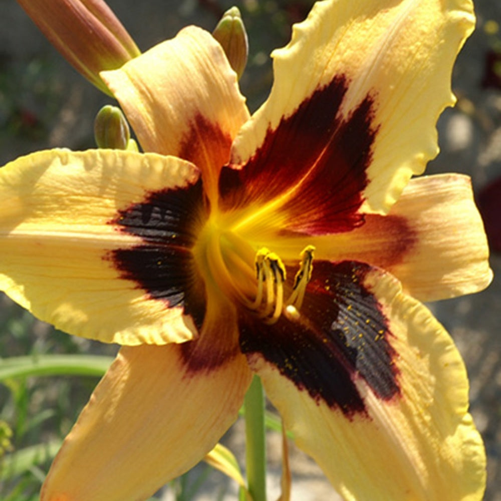 Daglelie 'Wild Horses' - Hemerocallis wild horses - Bakker