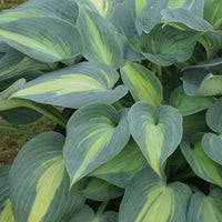 Hartlelie 'Catherine' - Hosta catherine - Heesters en vaste planten