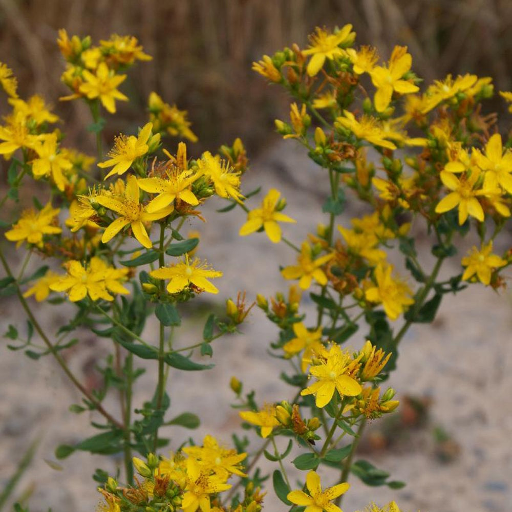 Sint-Janskruid - Hypericum perforatum - Heesters en vaste planten