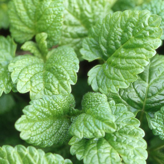 Citroenmelisse - Bakker