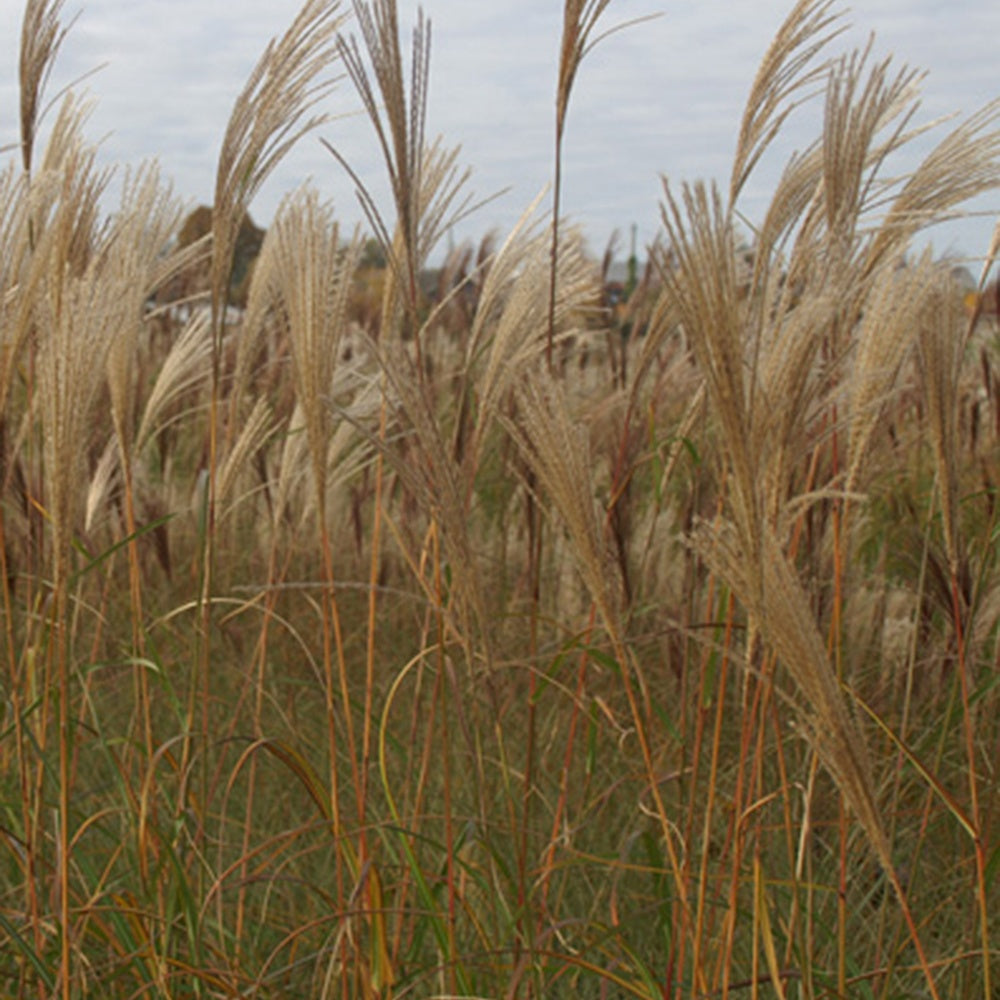 Prachtriet Silberfeder - Miscanthus sinensis silberfeder - Bakker