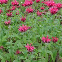 Bergamotplant - Monarda mahogany - Tuinplanten