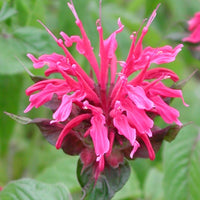 Bergamotplant - Monarda mahogany - Heesters en vaste planten