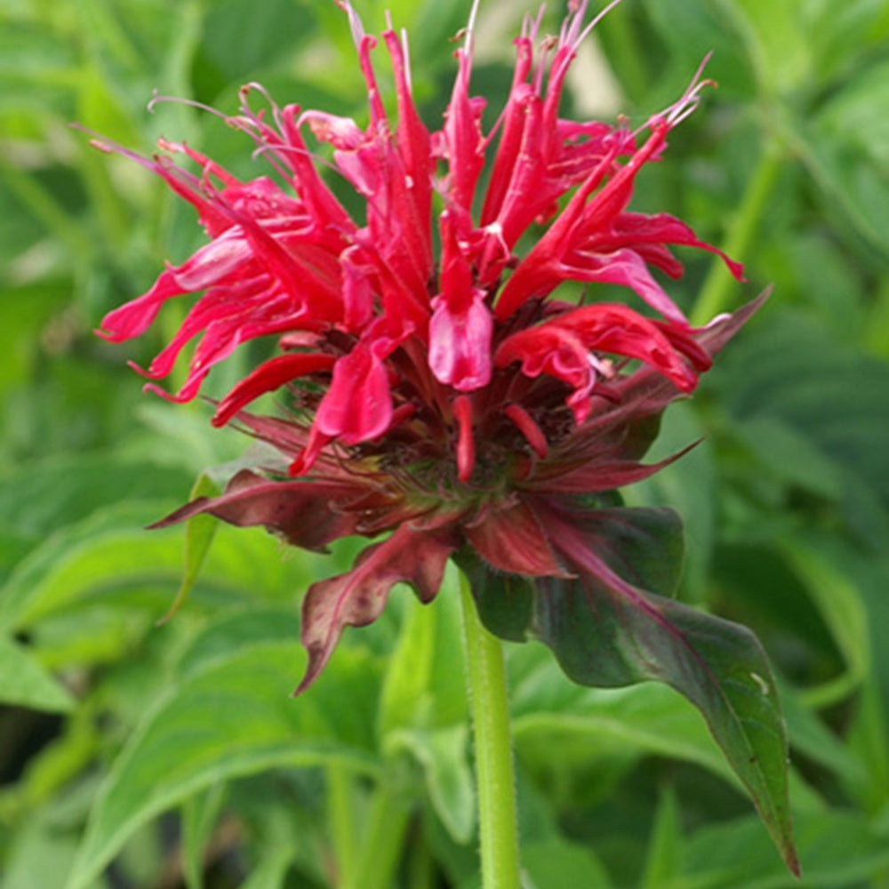 Bergamotplant - Monarda mahogany - Bakker