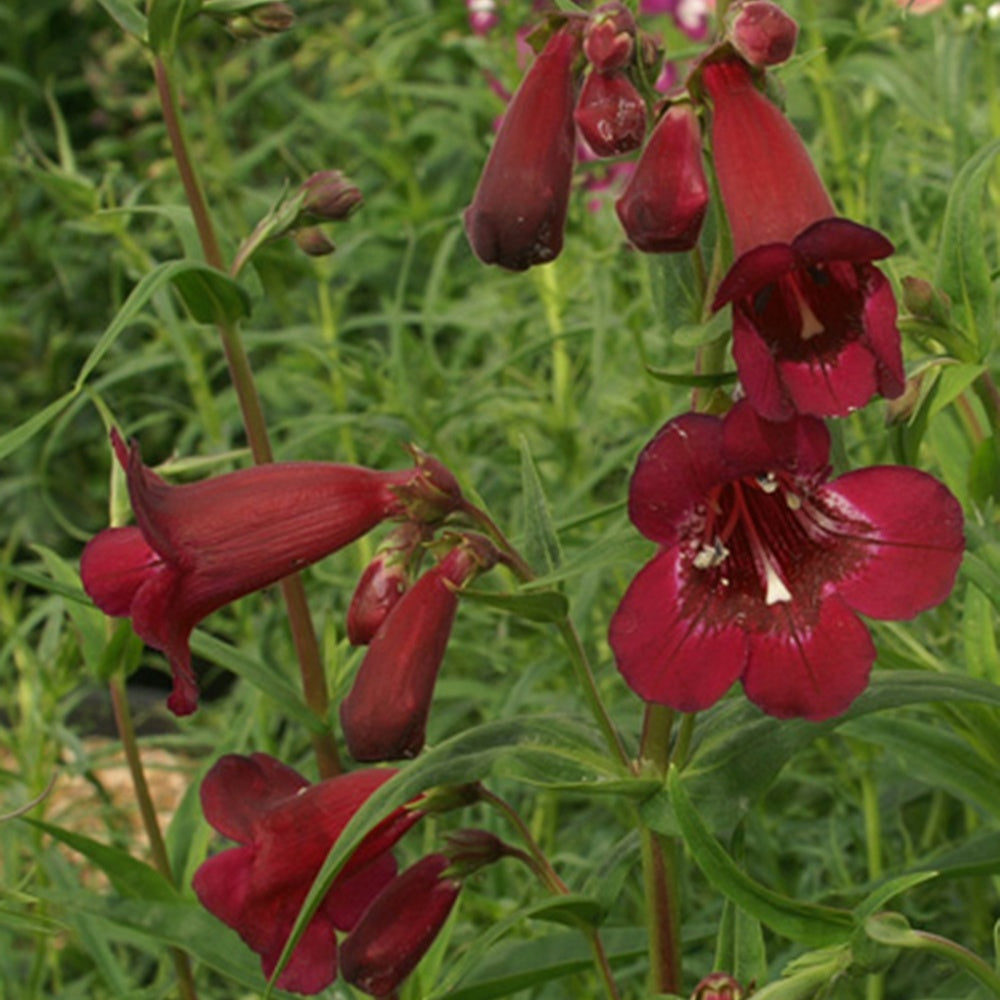 Slangekop 'Black Bird' - Penstemon blackbird - Bakker