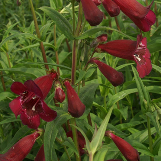 Slangekop 'Black Bird' - Penstemon blackbird - Vaste planten