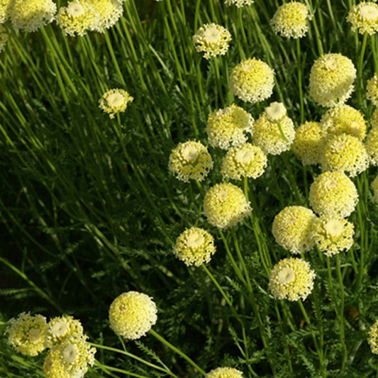 Heiligenbloem 'Lindavica' - Santolina chamaecyparissus lindavica - Heesters en vaste planten