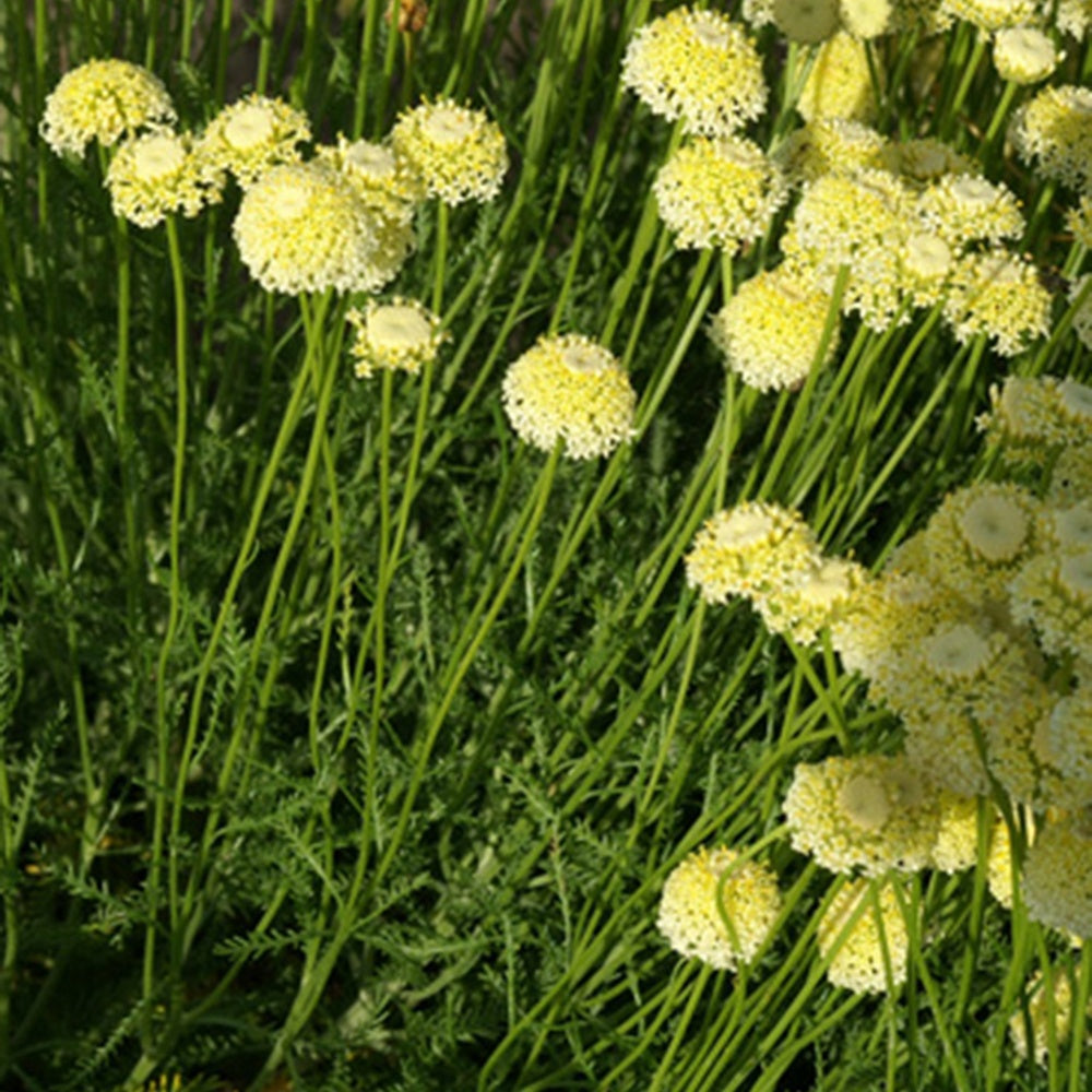 Heiligenbloem 'Lindavica' - Santolina chamaecyparissus lindavica - Vaste planten