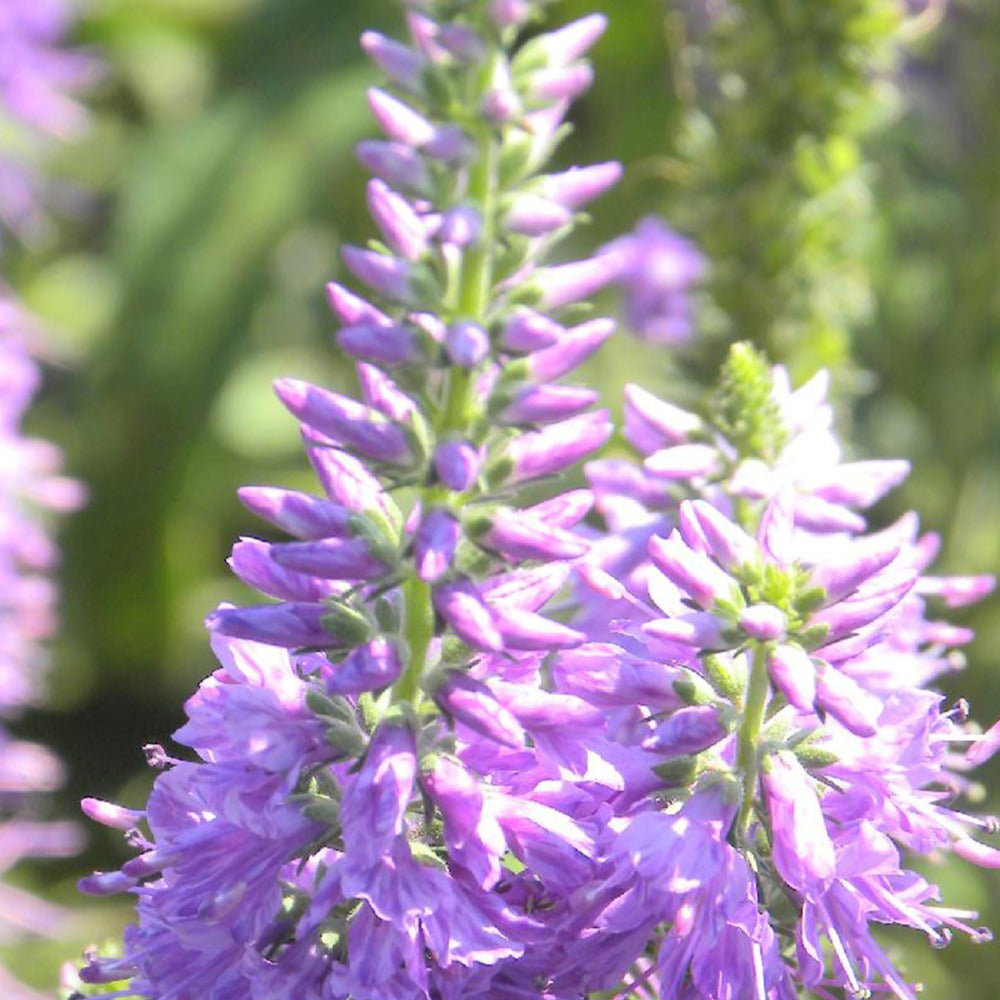 Ereprijs 'Lilac Fantasy' - Veronica longifolia lilac fantasy - Tuinplanten