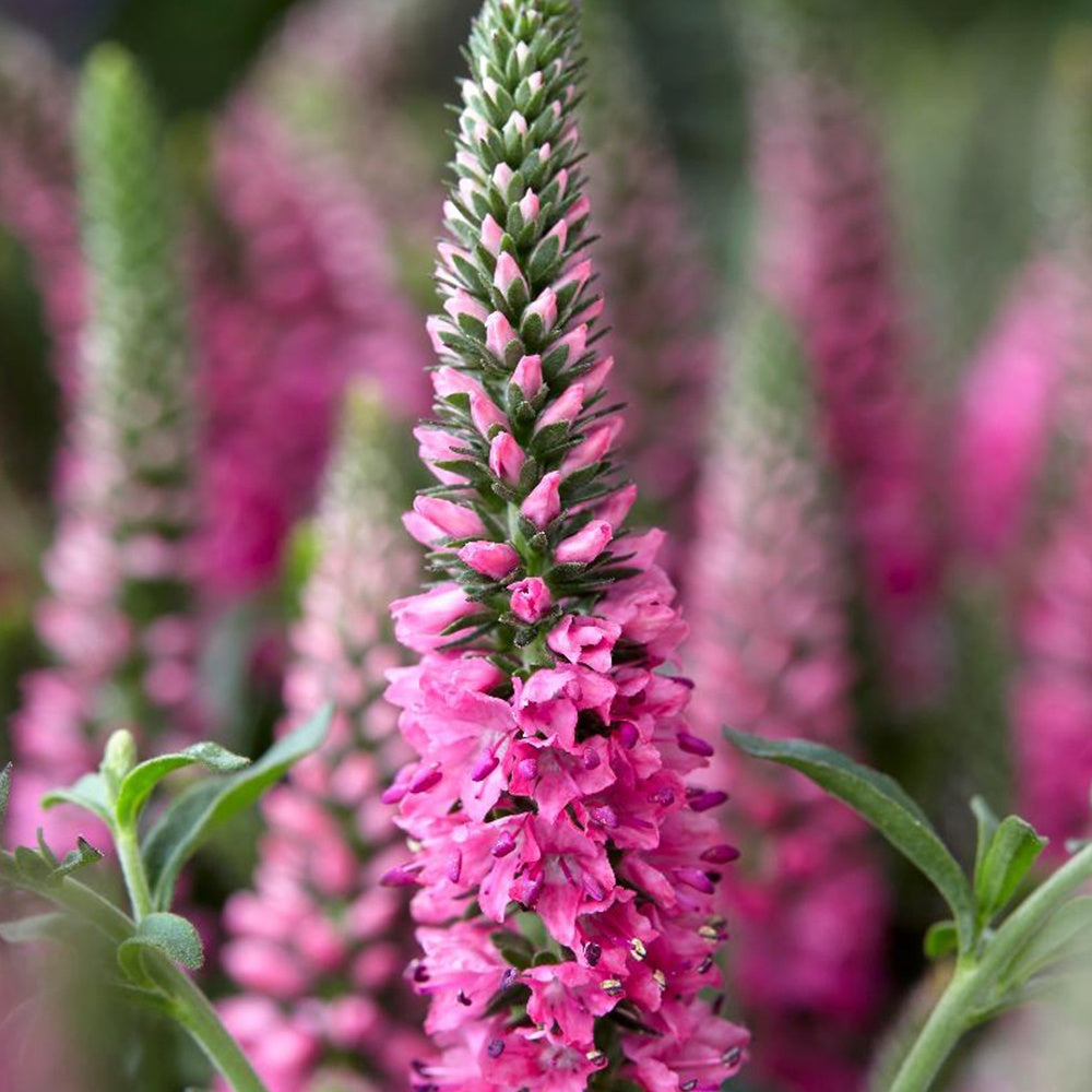 Ereprijs 'Bubblegum Candle's '® - Veronica spicata bubblegum candle's ® - Tuinplanten