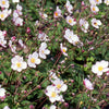 Herfstanemoon 'Robustissima' - Anemone tomentosa 'robustissima' - Tuinplanten