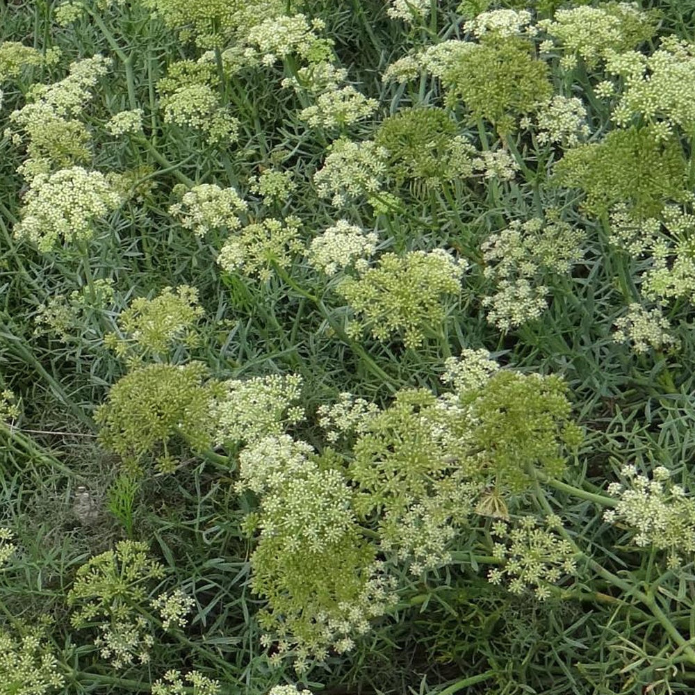Zeevenkel - Crithmum maritimum - Bakker