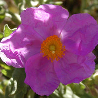 Rotsroos - Cistus albidus - Heesters en vaste planten