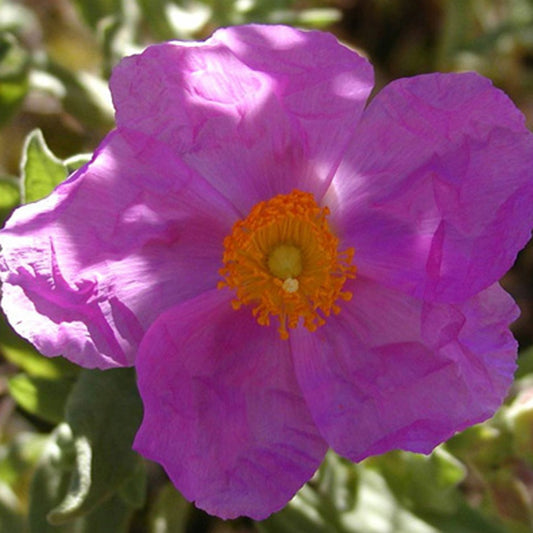 Rotsroos Albidus - Bakker
