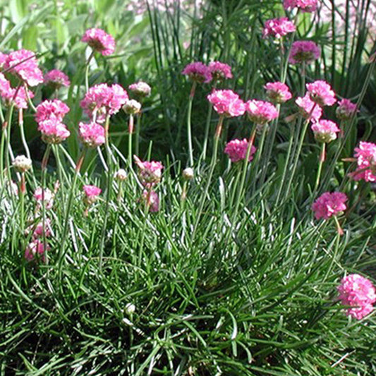 Engels gras 'Splendens' - Armeria maritima 'splendens' - Heesters en vaste planten