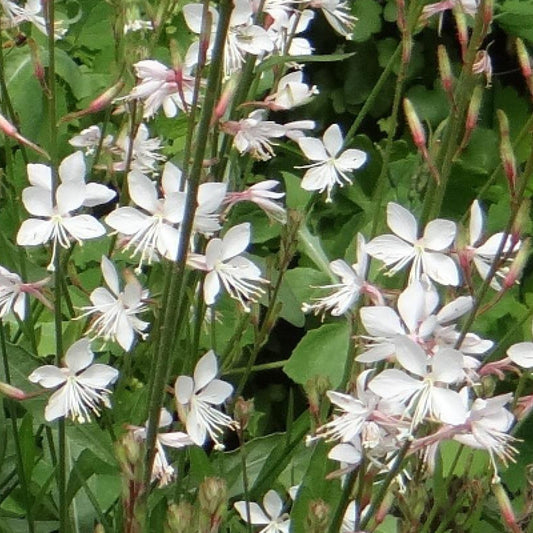 Prachtkaars 'Summer Breeze' - Gaura lindheimeri summer breeze - Tuinplanten