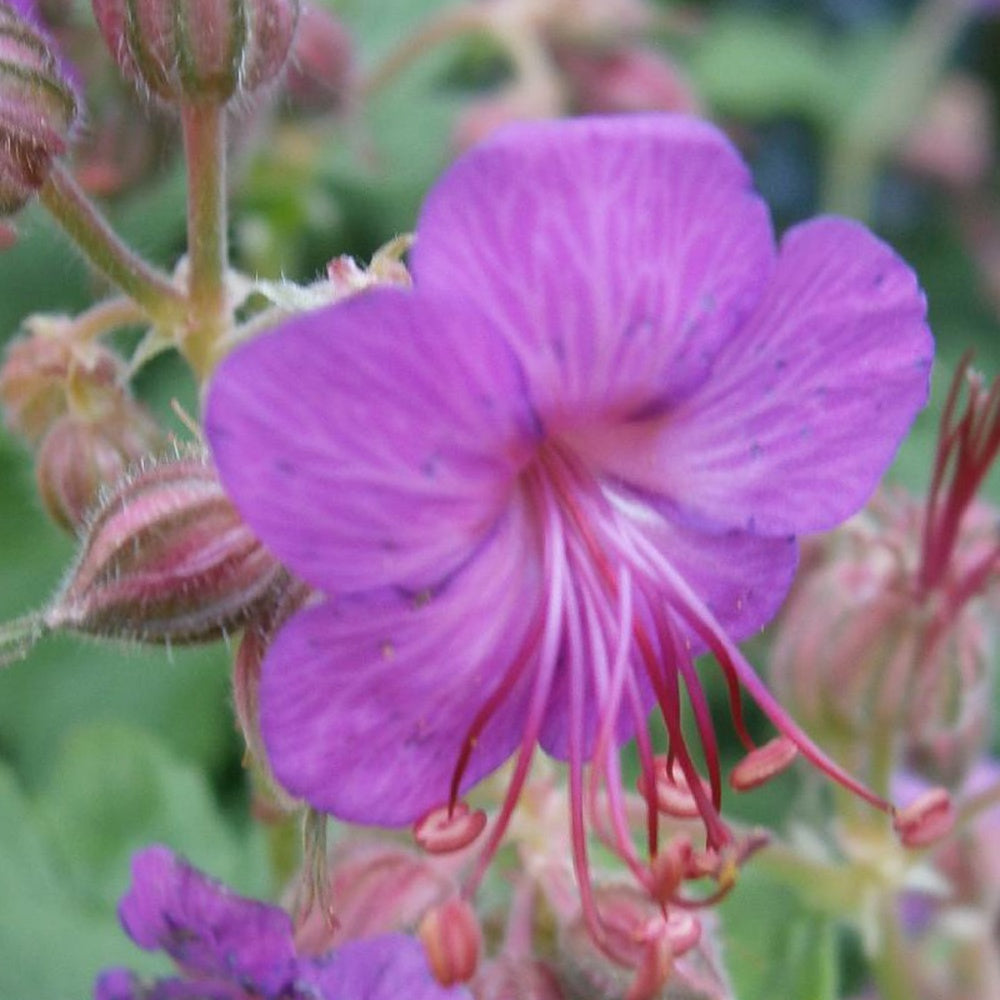 Rotsooievaarsbek - Geranium macrorrhizum - Tuinplanten