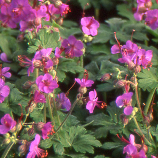 Rotsooievaarsbek - Geranium macrorrhizum - Heesters en vaste planten