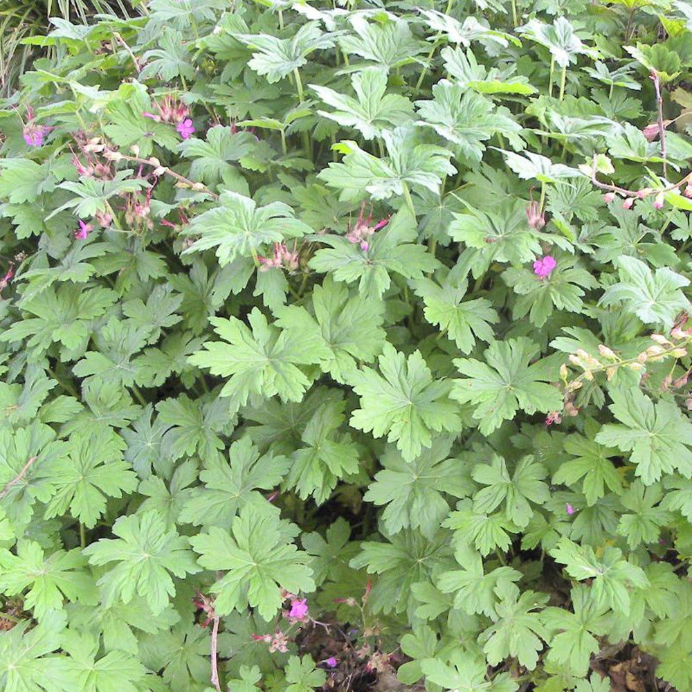 Rotsooievaarsbek - Geranium macrorrhizum - Vaste planten