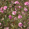 Gipskruid 'Flamingo' - Gypsophila paniculata flamingo - Tuinplanten