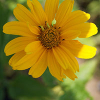 Zonneoog 'Sommer Sonne' - Heliopsis helianthoides sommersonne - Tuinplanten