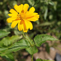 Zonneoog 'Sommer Sonne' - Heliopsis helianthoides sommersonne - Heesters en vaste planten