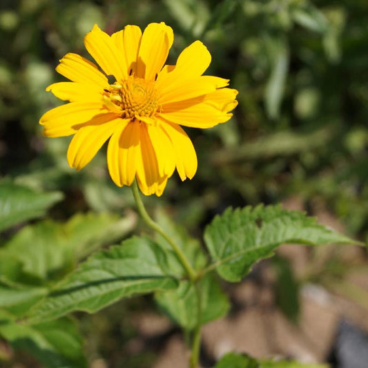 Zonneoog 'Sommer Sonne' - Heliopsis helianthoides sommersonne - Heesters en vaste planten