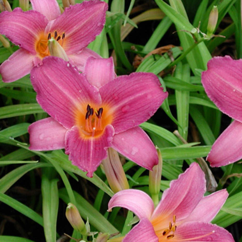 Daglelie 'Sugar Candy' - Hemerocallis sugar candy - Tuinplanten