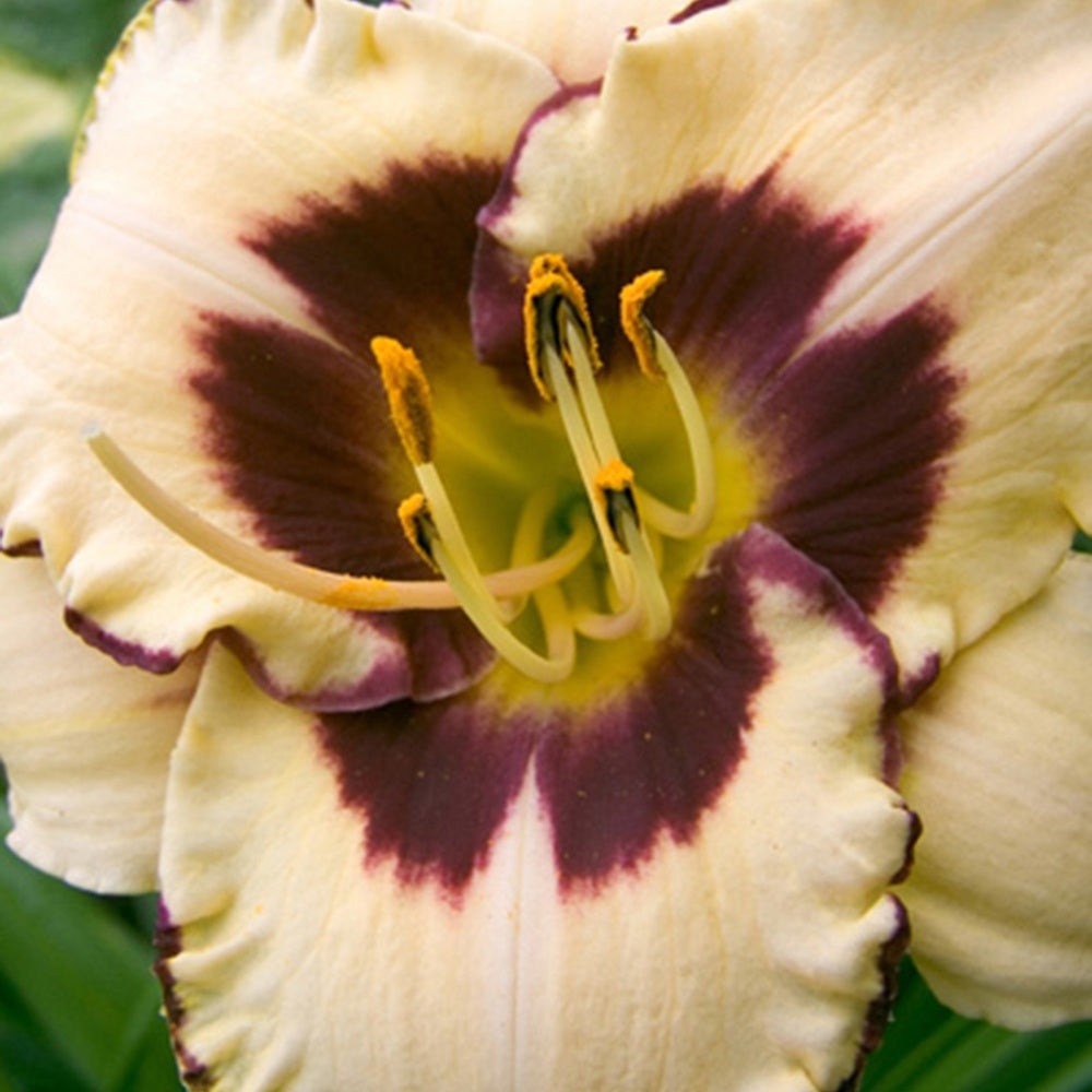 Hemerocallis canadian border patrol - Daglelie 'Canadian Border Patrol' - Hemerocallis - Daglelie