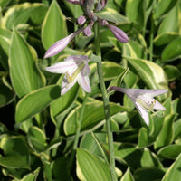 Hartlelie 'Normalis Funkia' - Hosta fortunei aureomarginata - Tuinplanten