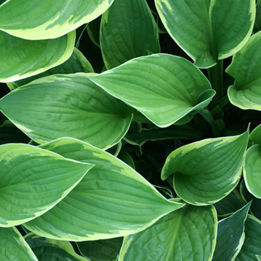 Hartlelie 'Normalis Funkia' - Bakker