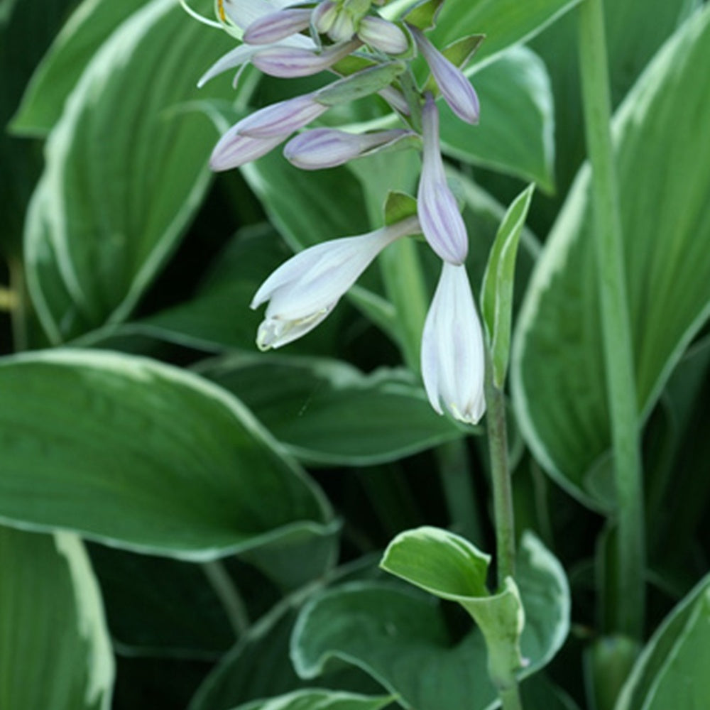 Hartlelie 'Francee' - Hosta fortunei  Francee - Bakker