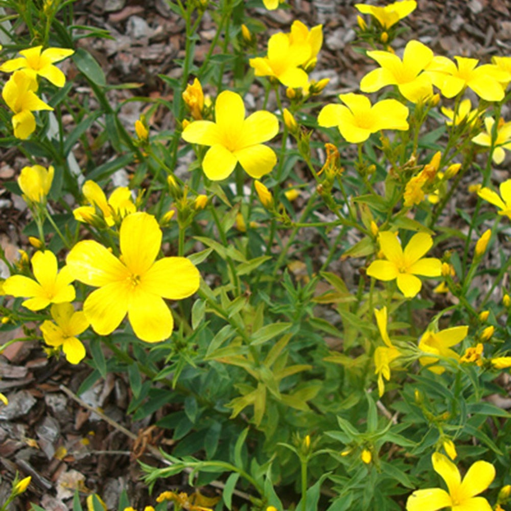 Geel vlas 'Compactum' - Linum flavum compactum - Bakker