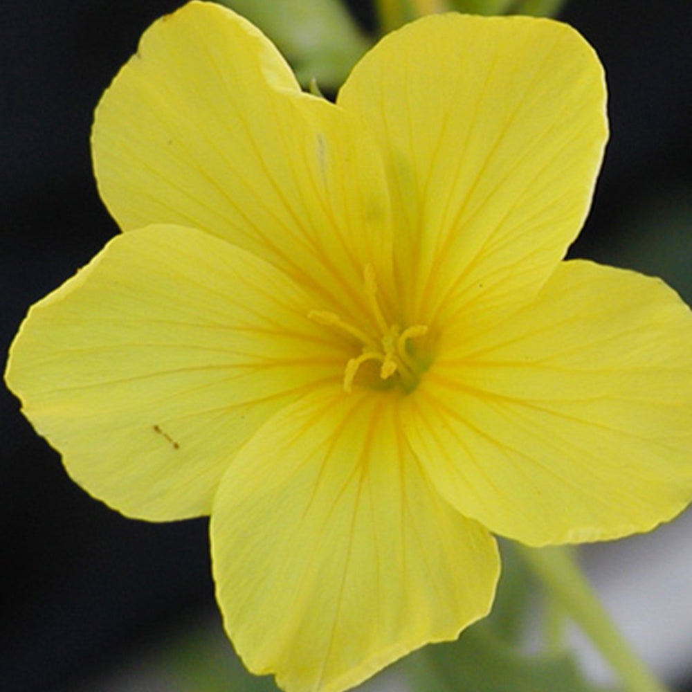 Geel vlas 'Compactum' - Linum flavum compactum - Heesters en vaste planten