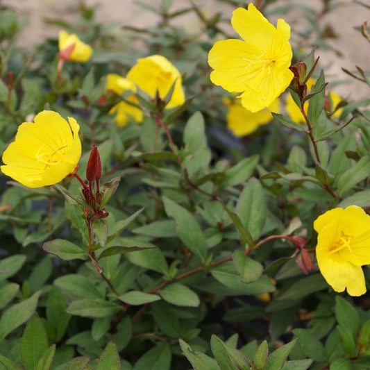 Teunisbloem 'Sonnewende' - Oenothera fruticosa sonnenwende - Tuinplanten