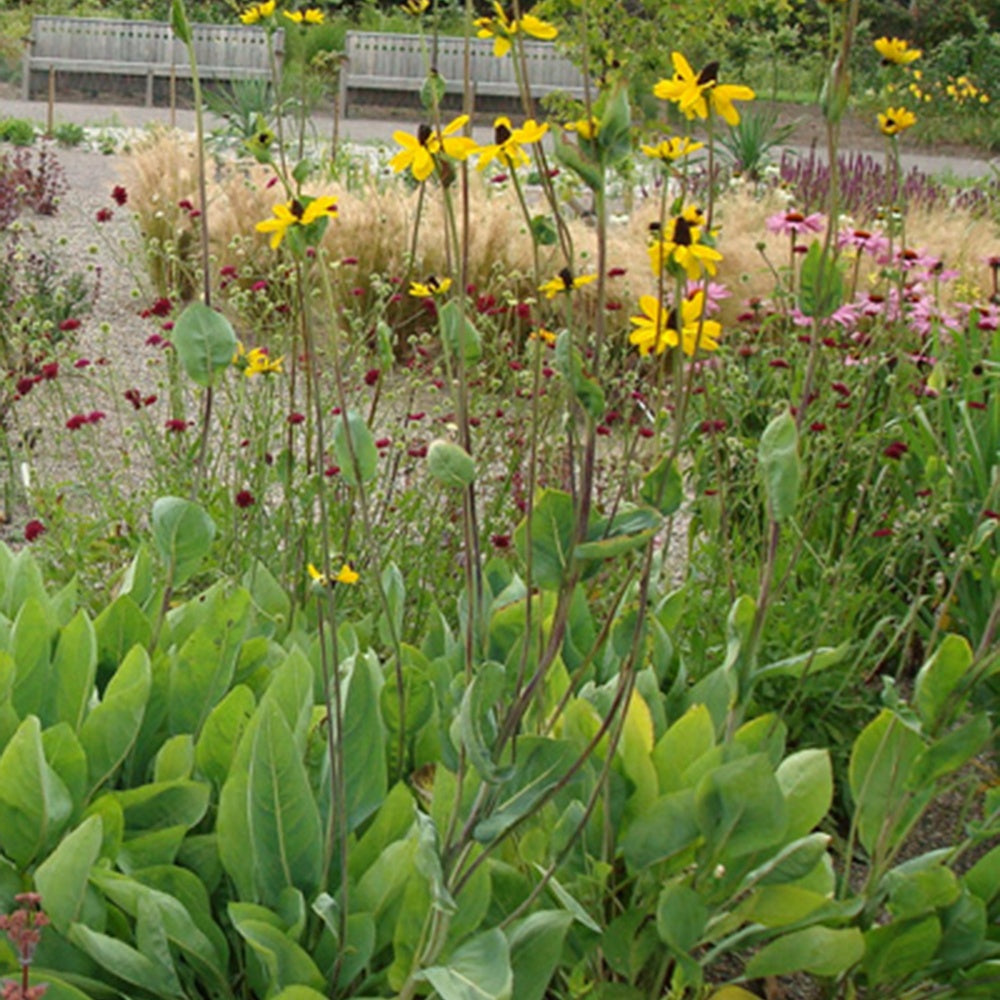 Zonnehoed maxima - Rudbeckia maxima - Tuinplanten