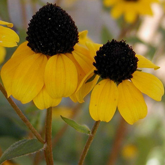 Zonnehoed tribola - Rudbeckia  triloba - Tuinplanten