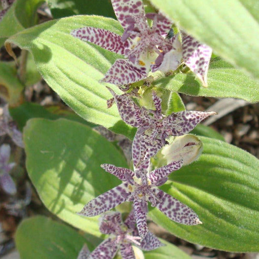 Paddenlelie 'Miyazaki' - Tricyrtis hirta miyazaki - Tuinplanten